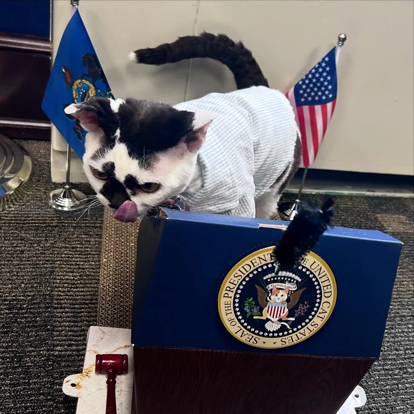 Ravi the cat