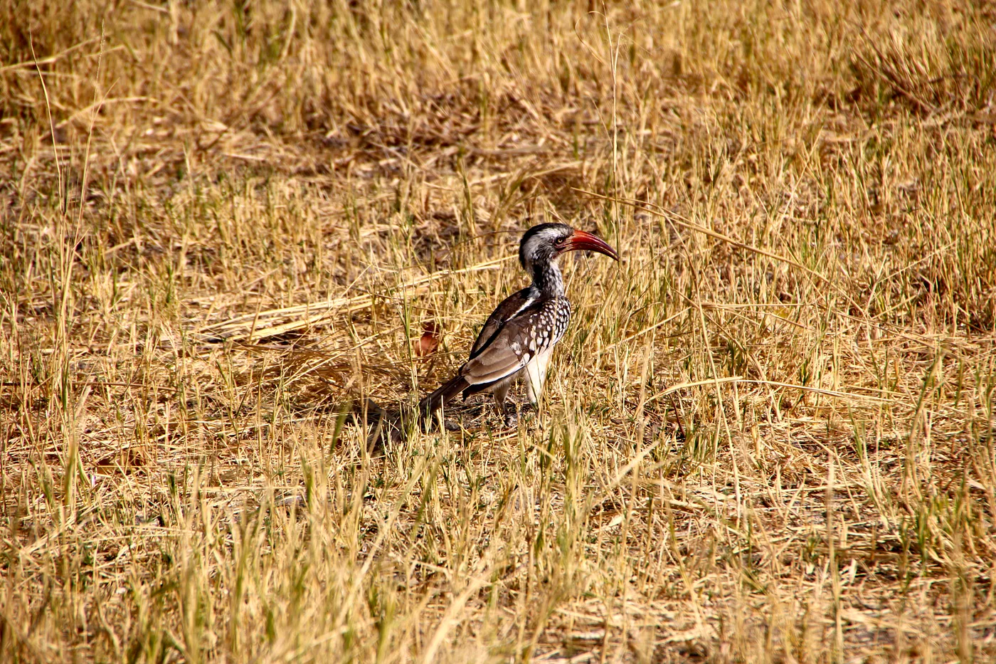 Savanna's Southern Red-billed Hornbill 