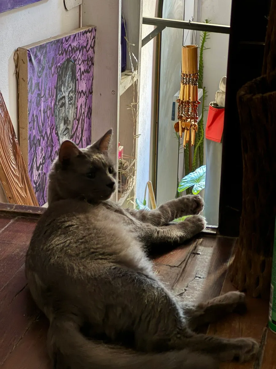 Suri the cat