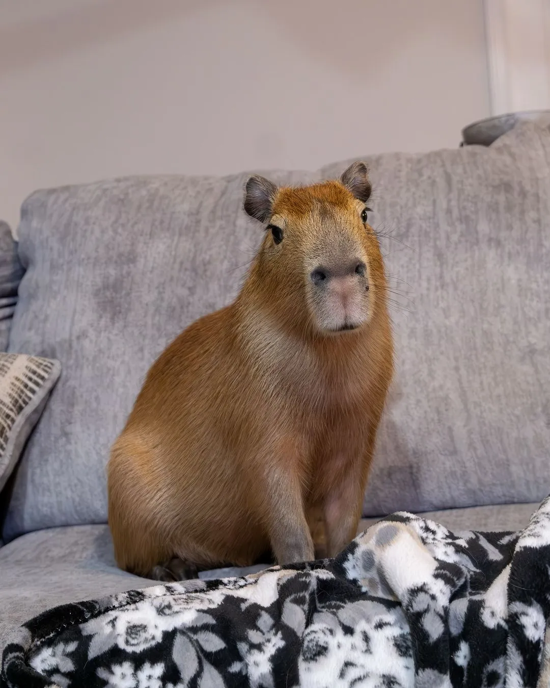 Cheesecake the capybara
