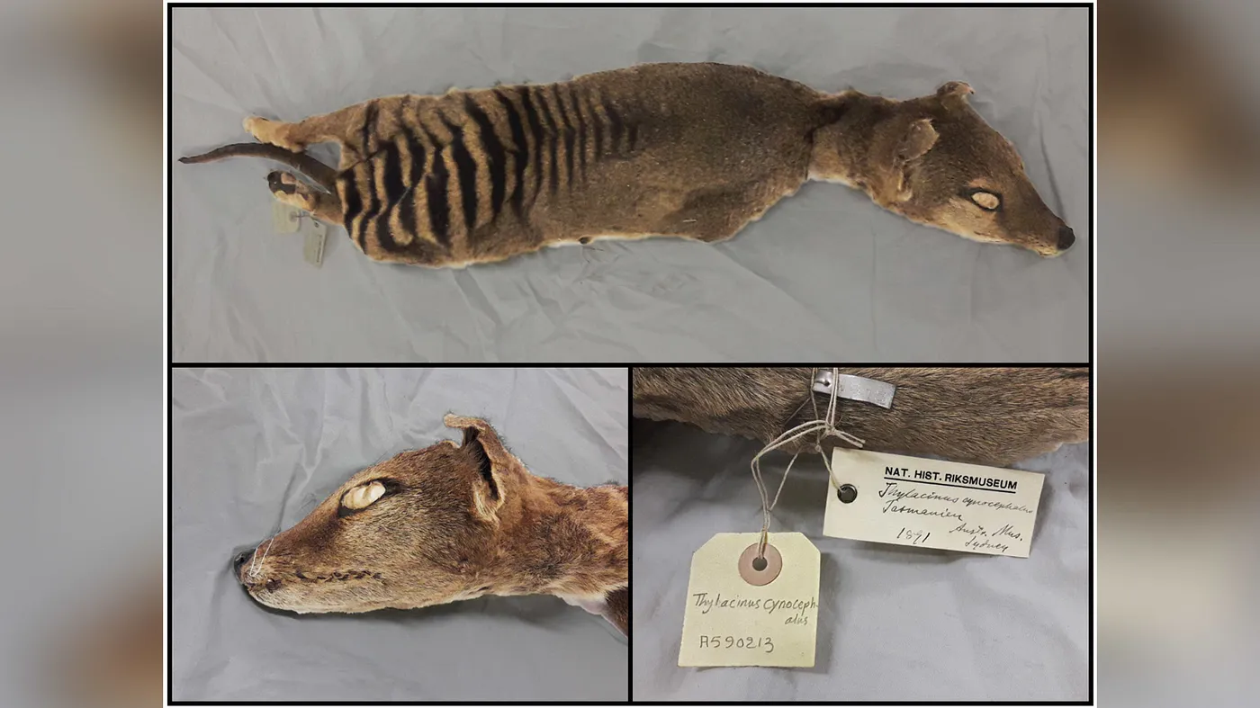 A dead Tasmanian tiger used by scientists to extract RNA.