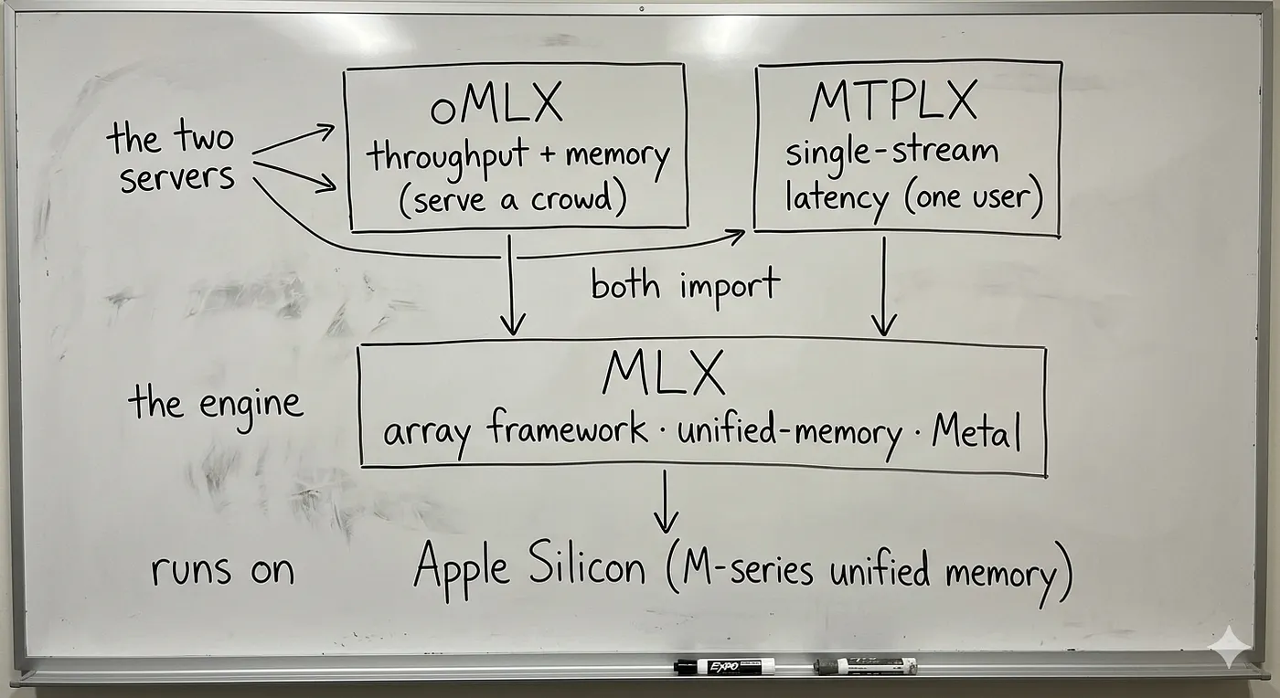 Stack diagram: oMLX (throughput server) and MTPLX (single-stream runtime) both import MLX, the array framework that runs on Apple Silicon unified memory.