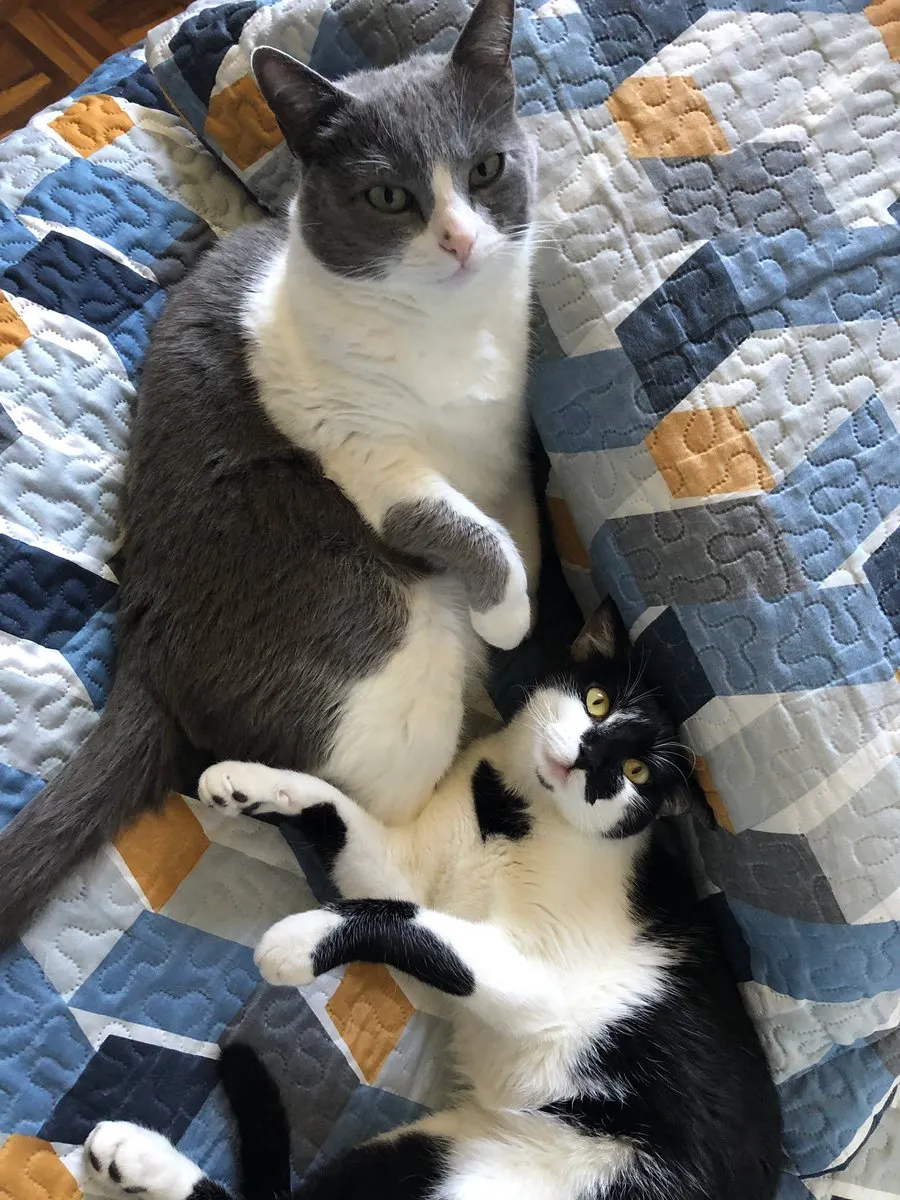Heloísa's kitties