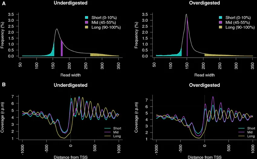 Effect of variable read length on map coverage: Coverage distribution from nucleosome maps increases with longer reads for both under-digested (treatment environment is mild) and over-digested (treatment environment is extreme).