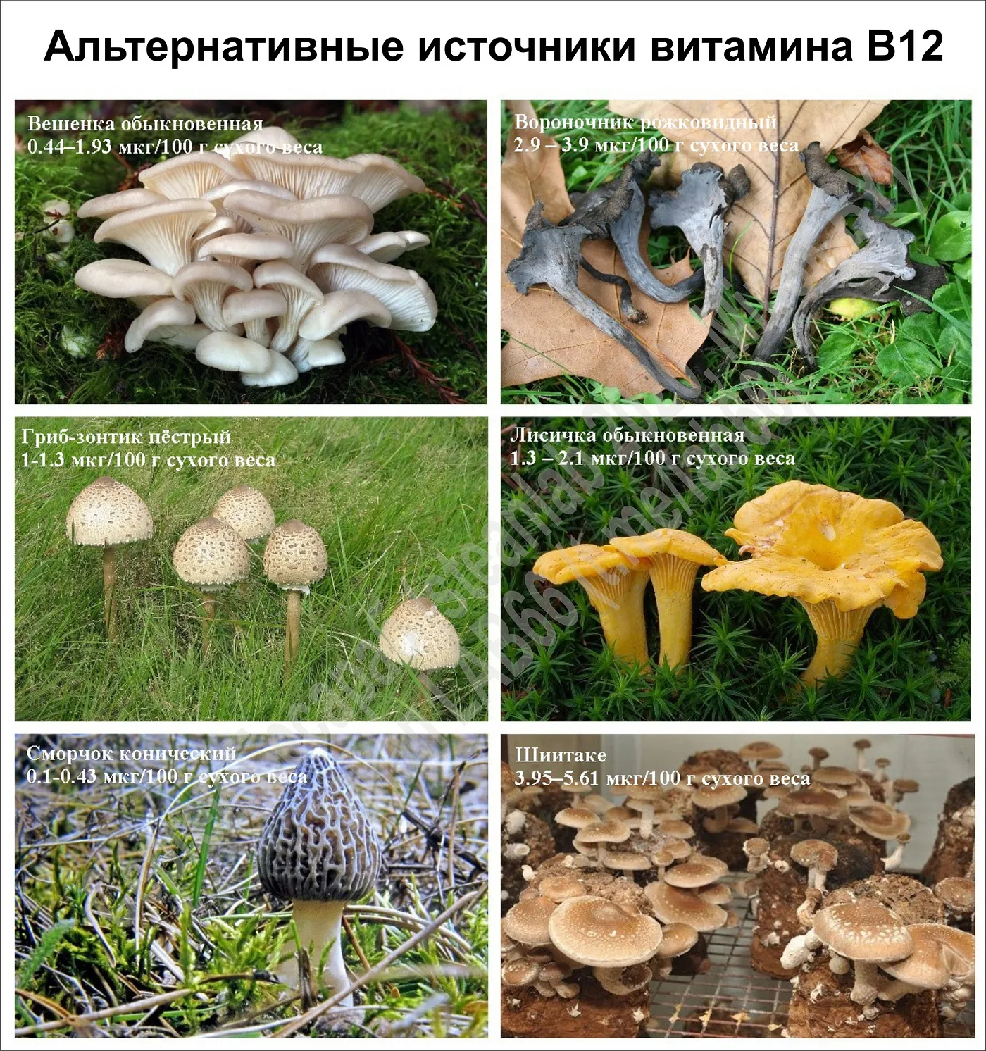 Грибы — “B12-чемпионы”