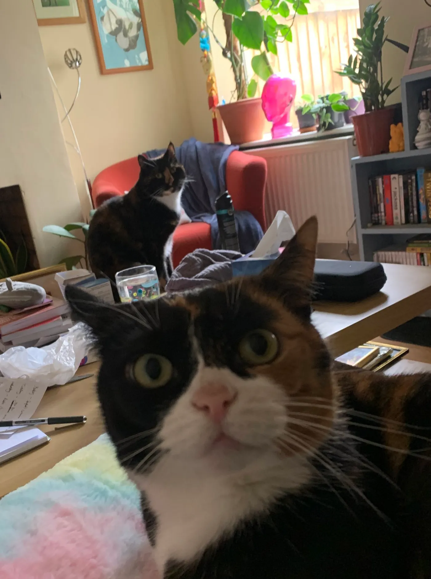 Minky and Turtle