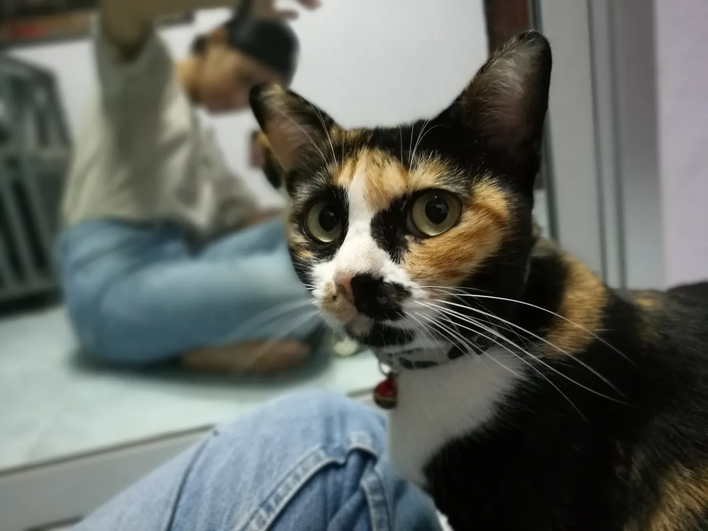 Tungmeng
