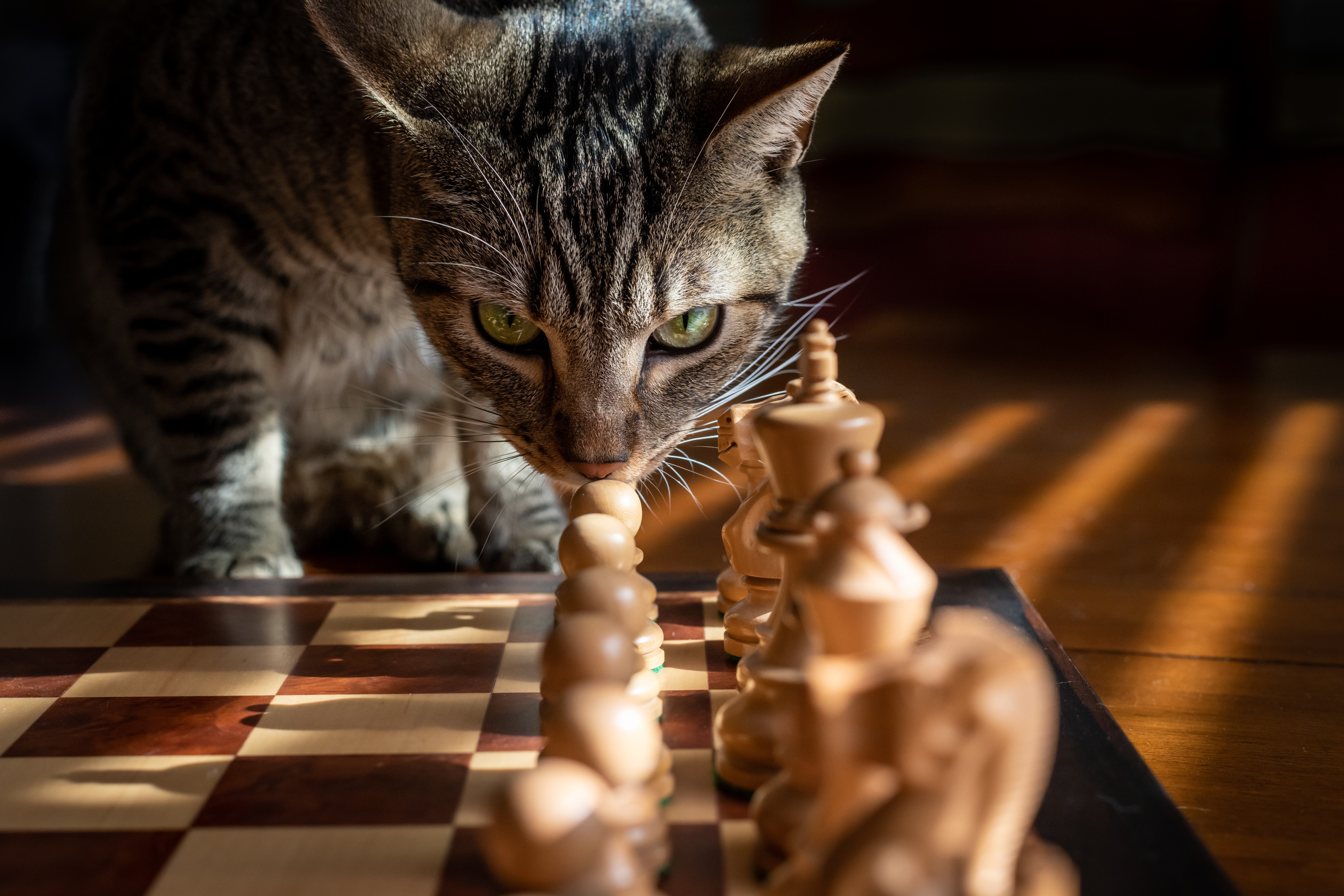 The Importance Of Not Showing Your Next Move