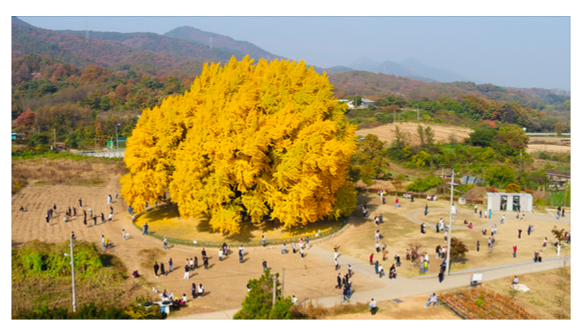 The story of Ginkgo Biloba should be a great lesson of why not to fall in despair during this challenging time 19