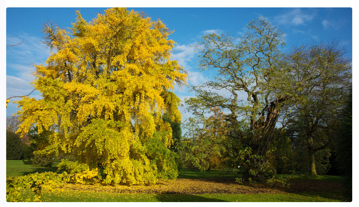 The story of Ginkgo Biloba should be a great lesson of why not to fall in despair during this challenging time 2