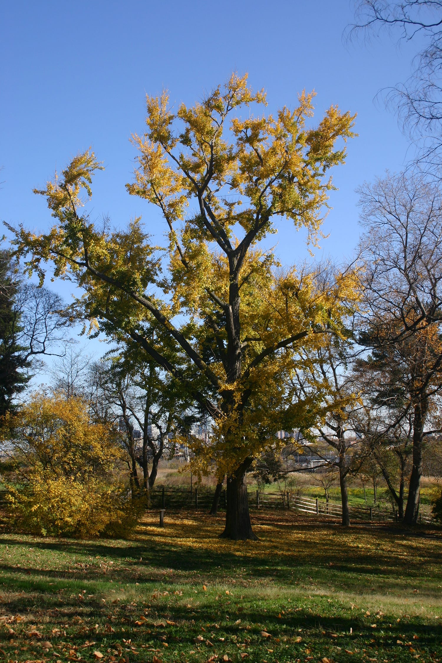 The story of Ginkgo Biloba should be a great lesson of why not to fall in despair during this challenging time 3