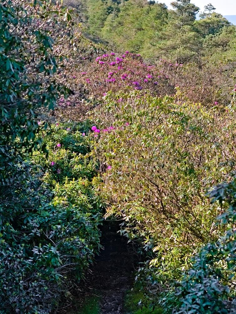Ireland's Hated Beauty. Wild rhododendrons are not as harmless | by Ance  Bogdanova-Jatniece | Weeds & Wildflowers | Medium
