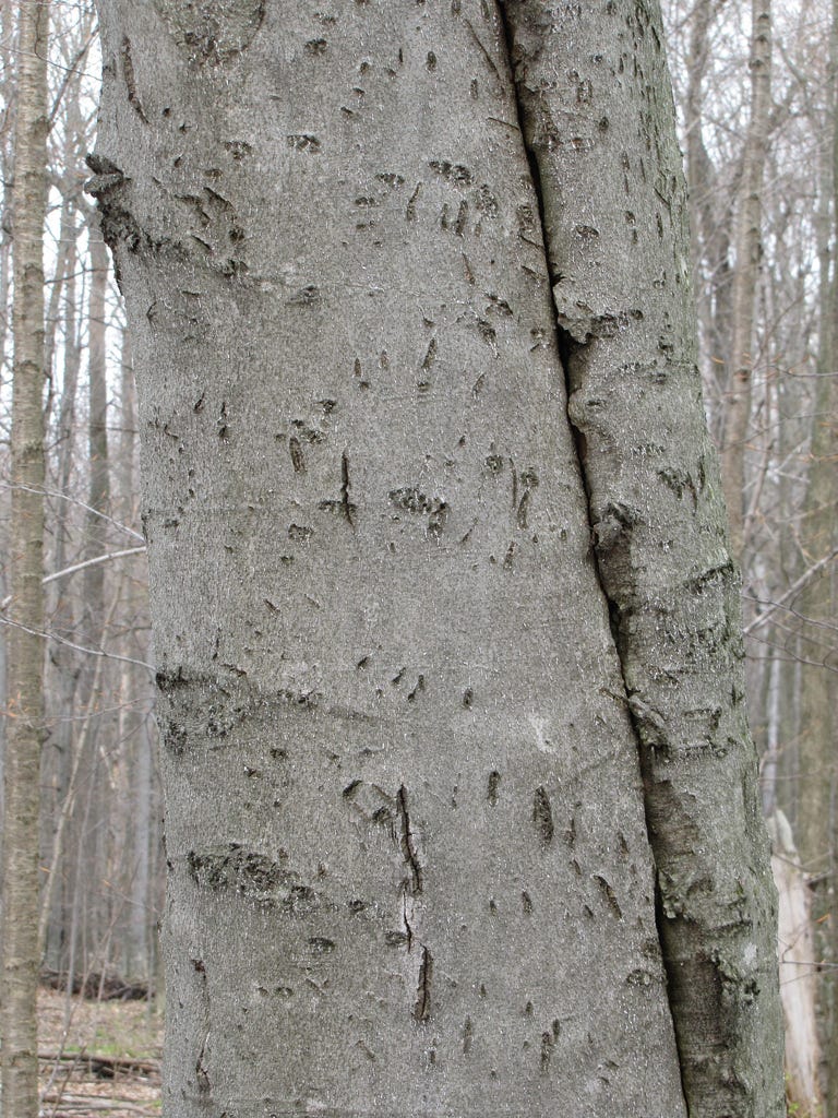 Wild Bark Artists. Identifying the Animals Who Make Their… | by U.S. Fish  and Wildlife Service | Updates from the U.S. Fish and Wildlife Service |  Medium, image size:768x1024