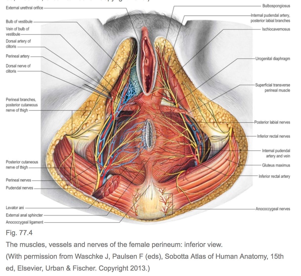 Clitoris Pictures