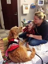 The Truth About Getting a Service Dog: Cost, Time, and What No One Tells You