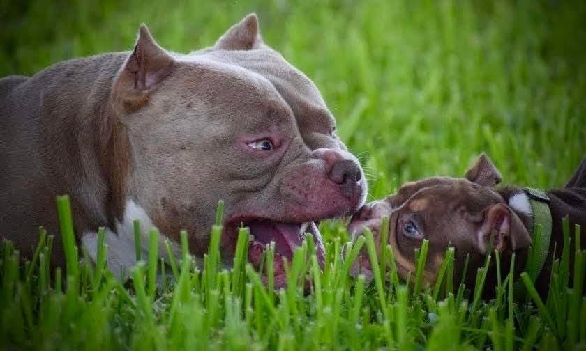 American Bully Breed: A Comprehensive Guide, by MyPetGuides