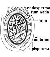 Semillas