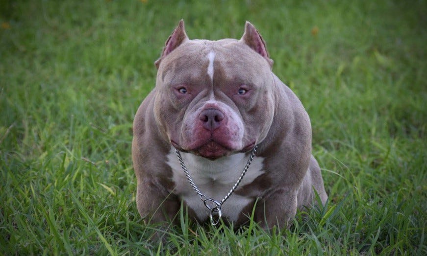 TOP AMERICAN BULLY BLOODLINE: VENOMLINE, by BULLY KING Magazine, BULLY  KING Magazine