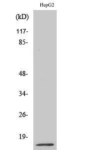 MIF Polyclonal Antibody Review