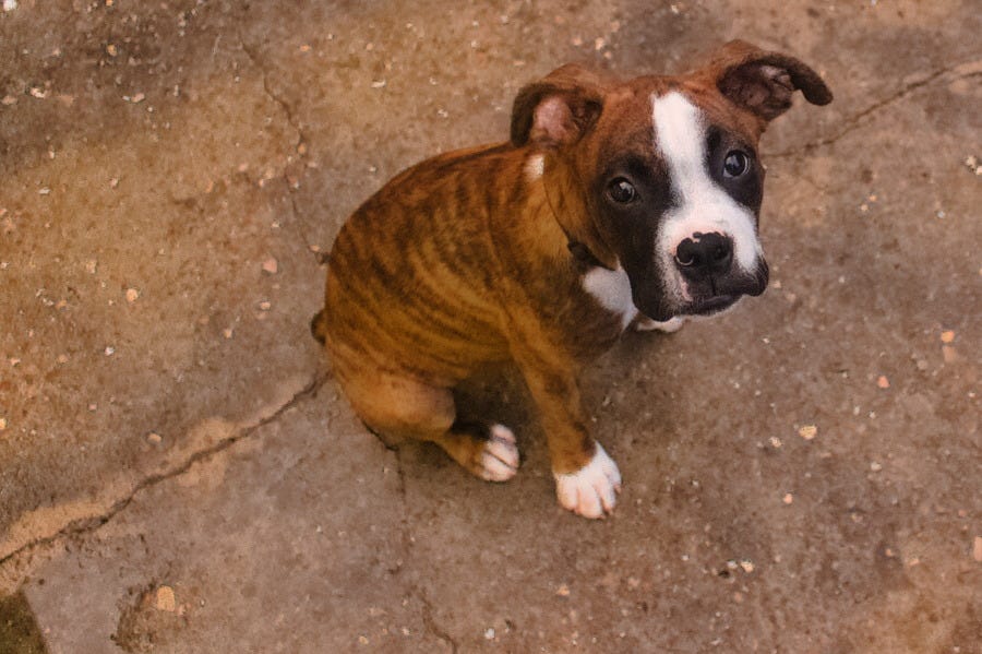 How Long Before A Boxer Puppy Calms Down