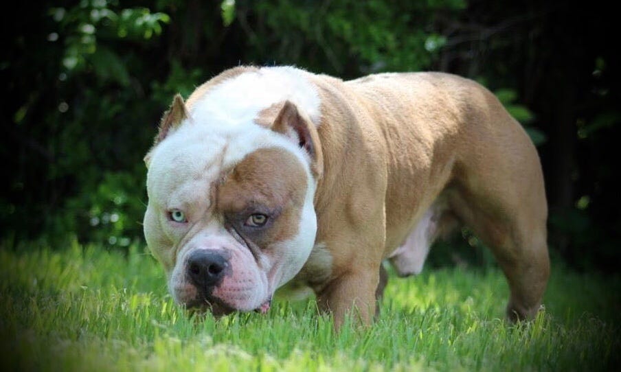 TOP PRODUCING POCKET BULLY STUD, LOUIS V LINE'S VENOM PRODUCTIONS, (UPDATED 2019)