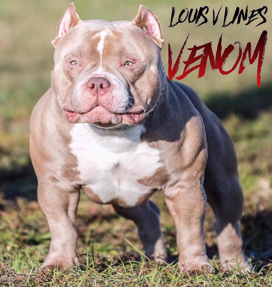 MEET KING V- SON OF $2 MILLION DOLLAR MICRO/POCKET BULLY STUD LOUIS V  LINE'S VENOM, by BULLY KING Magazine, BULLY KING Magazine