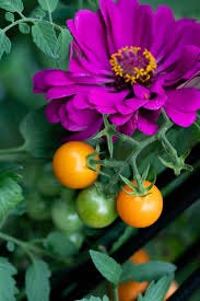 A Lazyperson’s Way to Grow Tomatoes, Zinnias and Marigolds from Seed