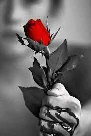 dia Mawar merah