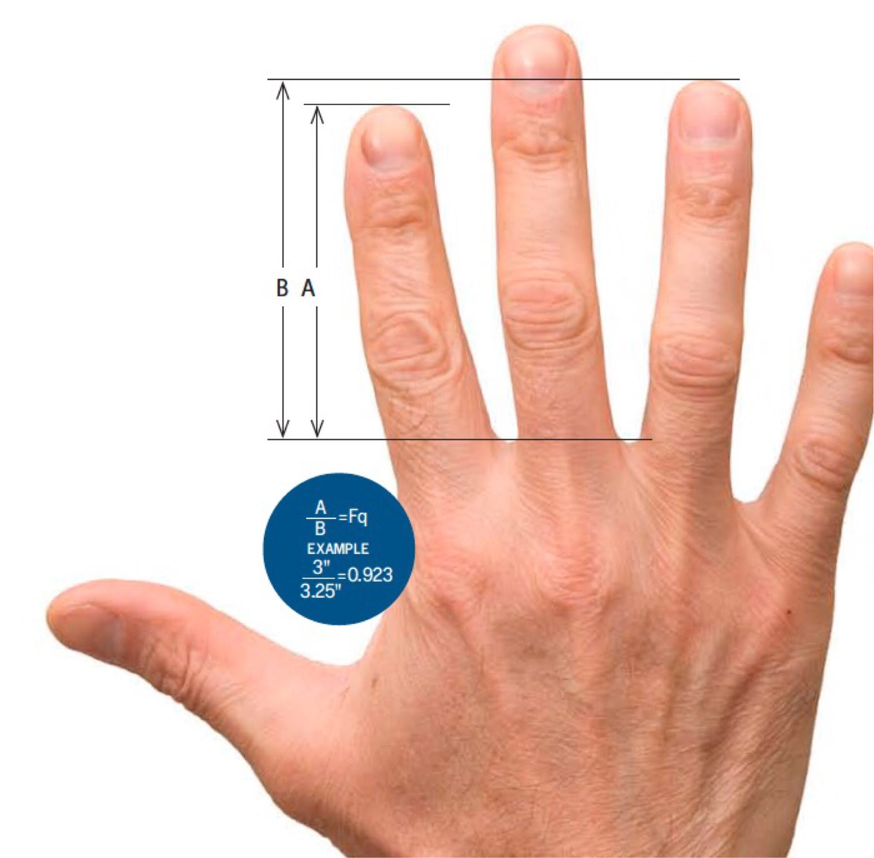 Длина пальца
