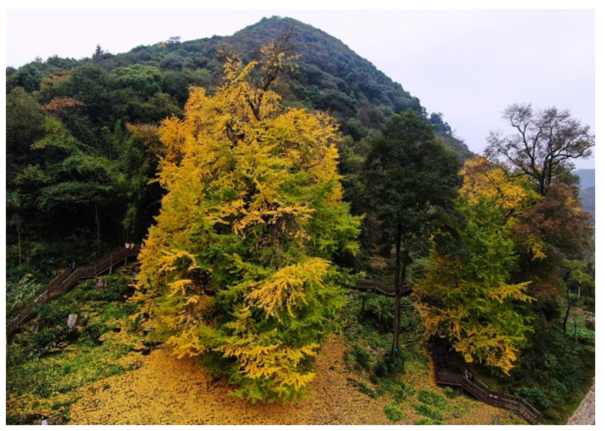 The story of Ginkgo Biloba should be a great lesson of why not to fall in despair during this challenging time 14