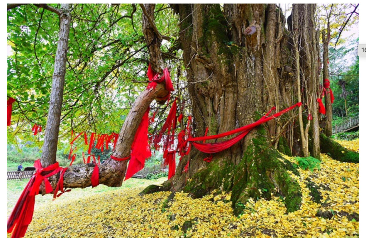The story of Ginkgo Biloba should be a great lesson of why not to fall in despair during this challenging time 15