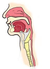 What Are the Common Causes of Hoarseness?