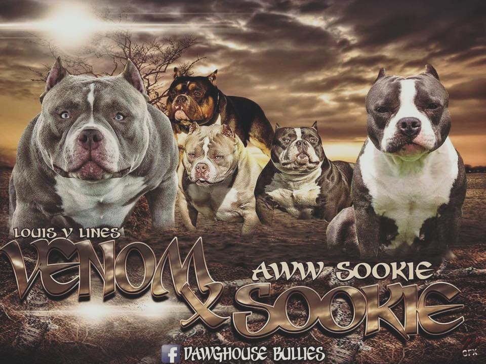 TOP AMERICAN BULLY BLOODLINE: VENOMLINE