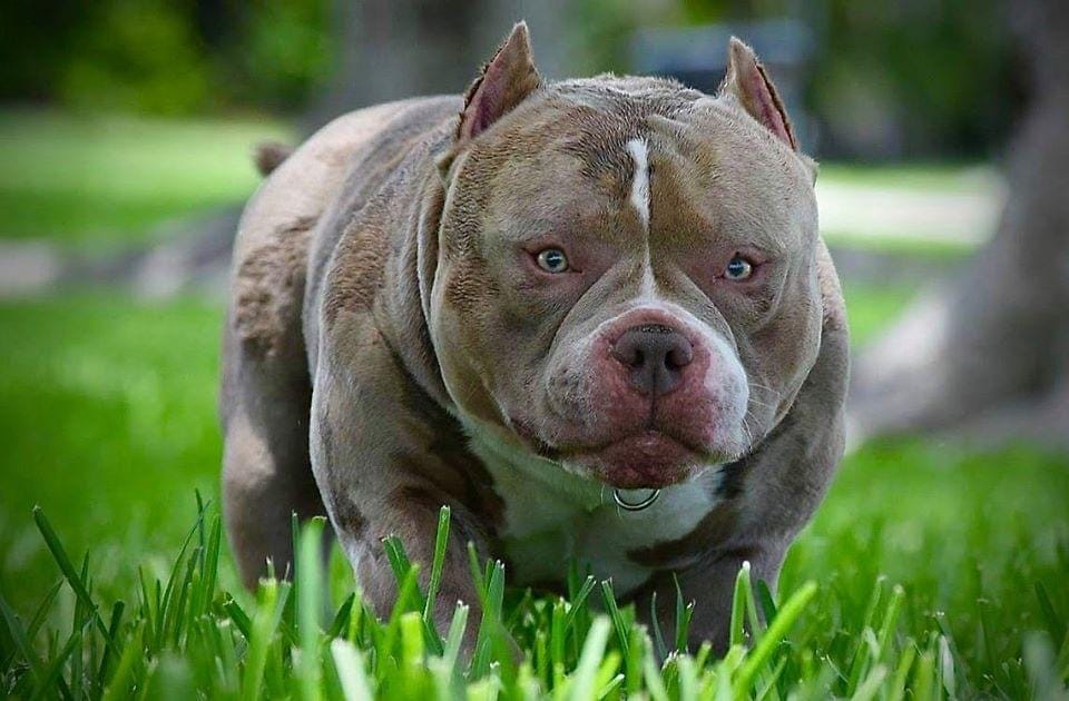 American Bully Breed: A Comprehensive Guide, by MyPetGuides