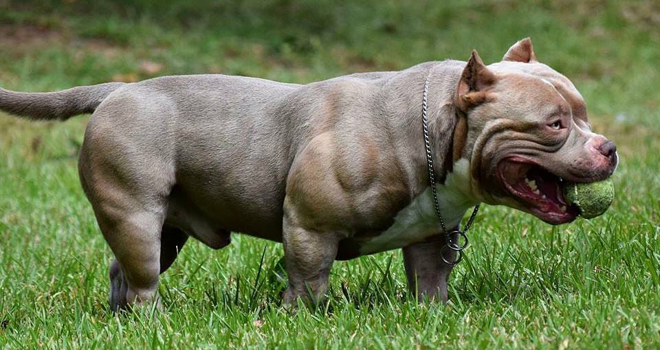 TOP PRODUCING POCKET BULLY STUD, LOUIS V LINE'S VENOM PRODUCTIONS, (UPDATED 2022), by BULLY KING Magazine, BULLY KING Magazine