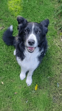 Real-time object detection of human faces and dogs — Once detected: categorization prediction of age/gender and dog breed