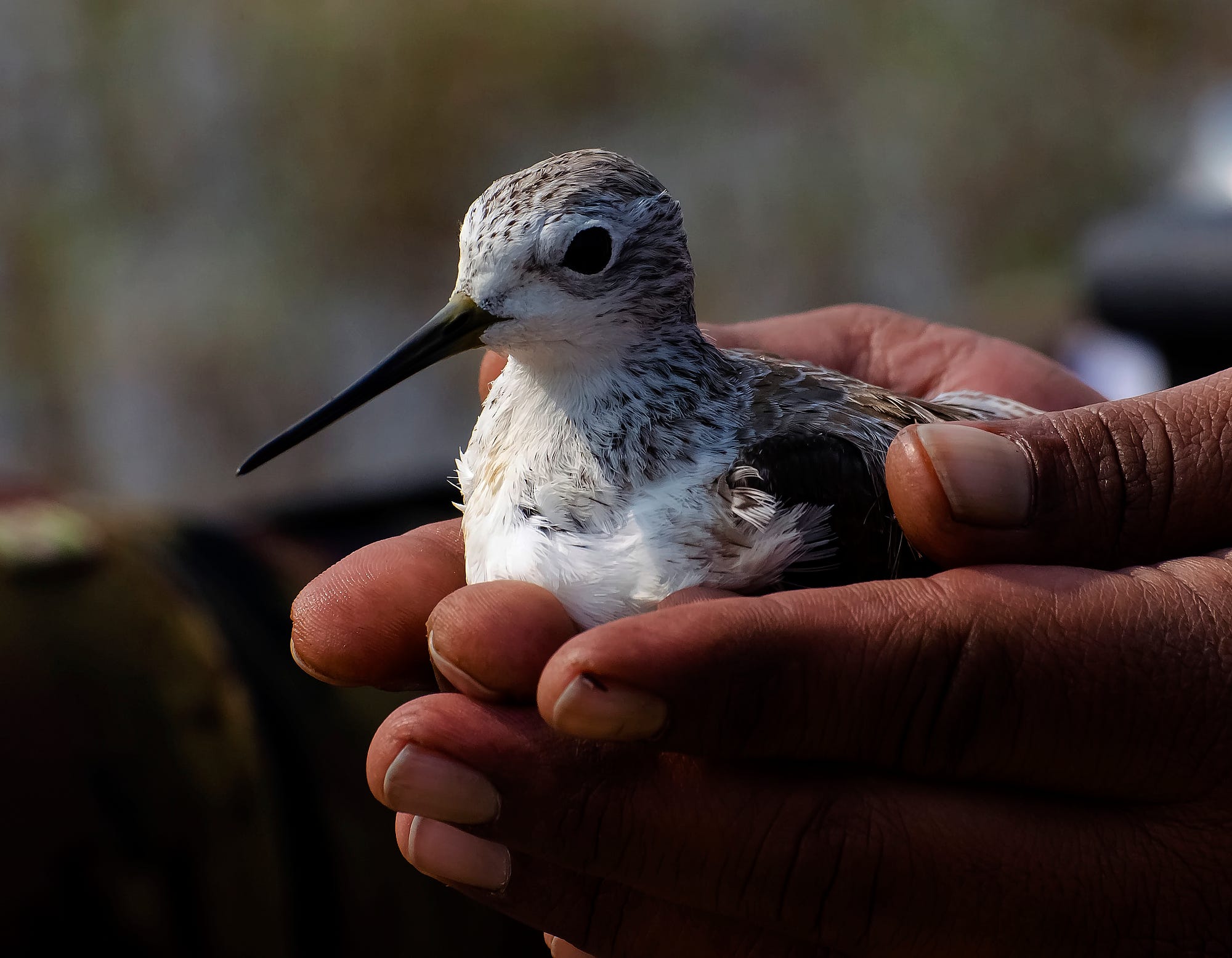 Bird With Hands