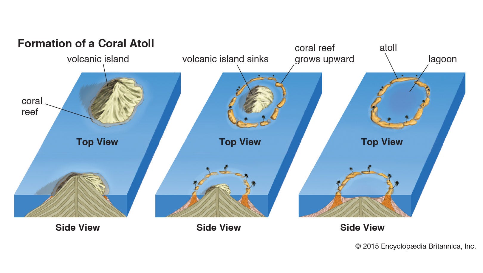 Coral Reef's Formation Stages. Coral reefs began forming some 30