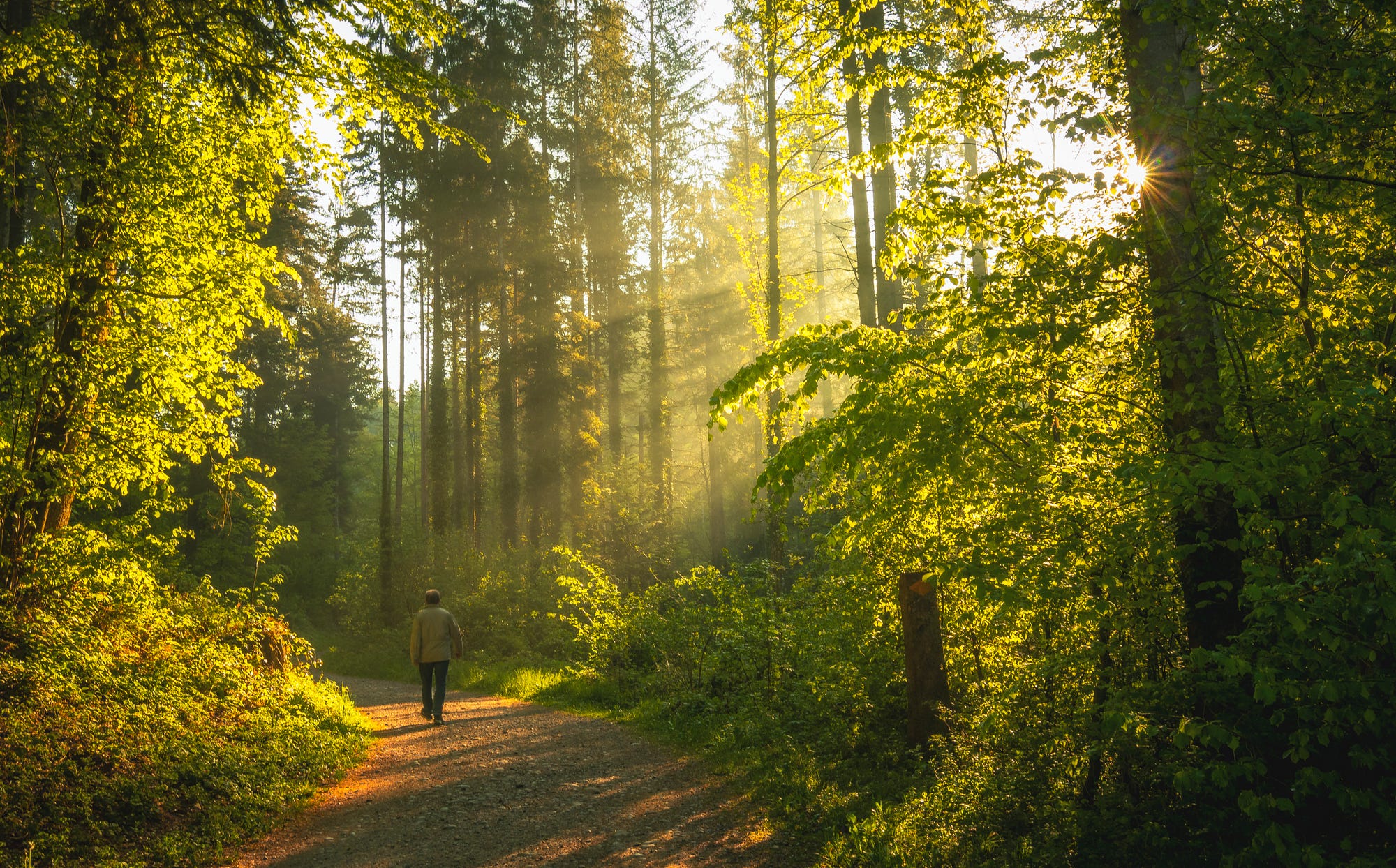 The science of forest bathing: 5 ways it can boost health and