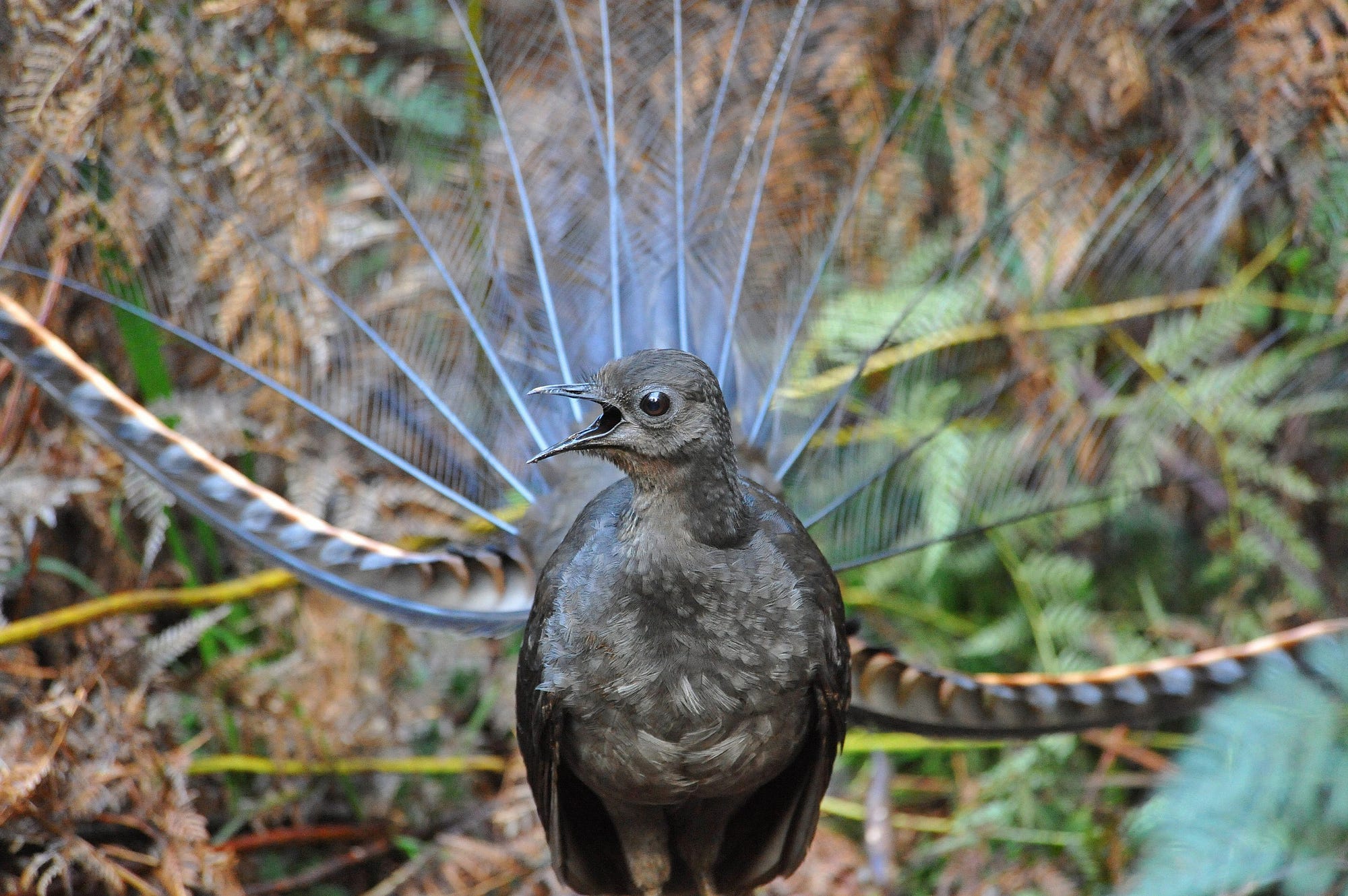 Unveiling the Incredible Mimicry Skills of the Australian Lyrebird!, by  Freda Savahl, ILLUMINATION