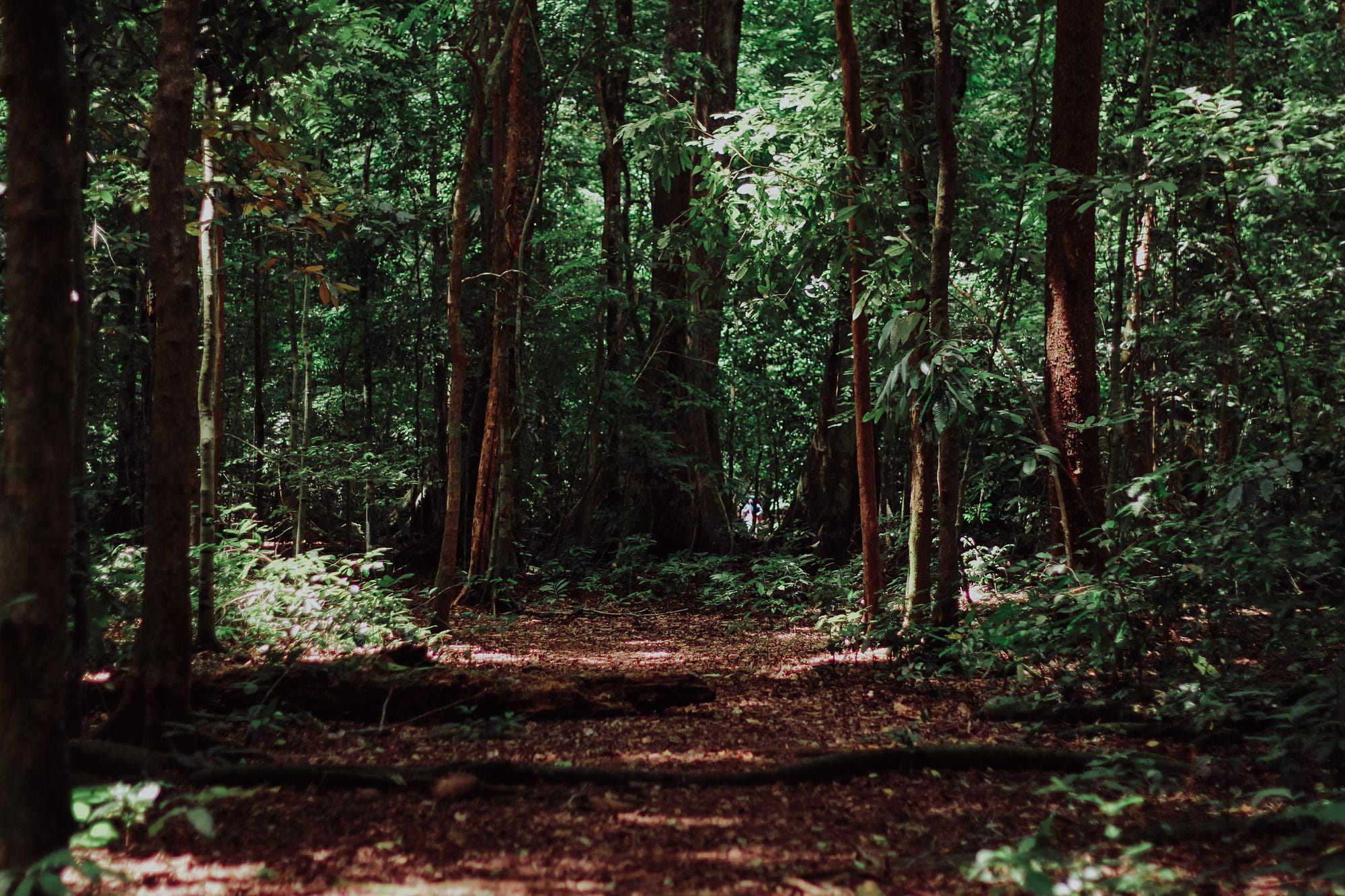 Qual é a diferença entre woods e forest e jungle ?