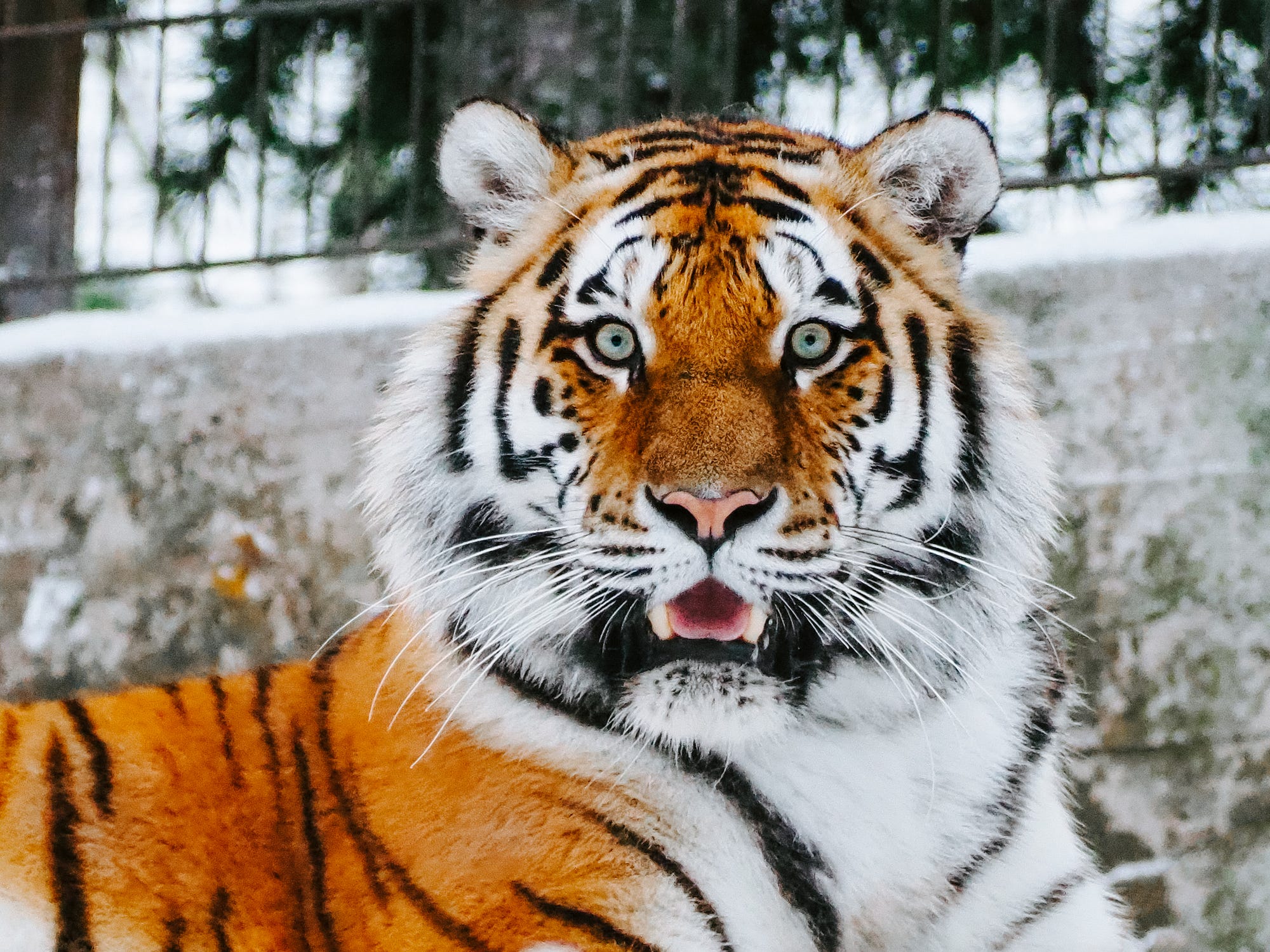 Bengal Tiger, Zoo tycoon movie Wikia