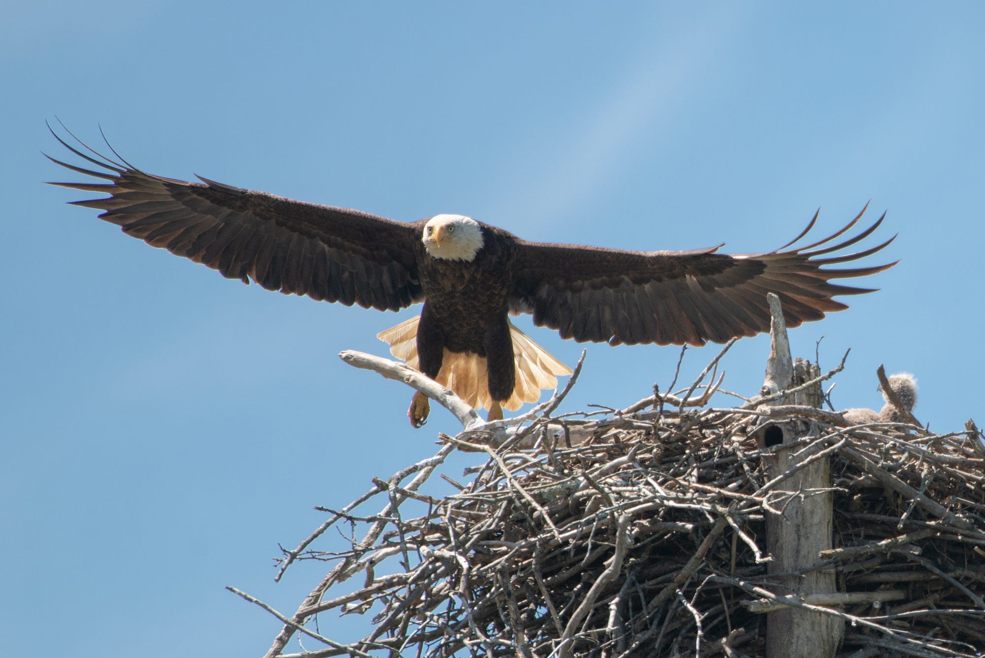 What Eagles Can Teach Us About Parenting, by Dena@Write-Solutions