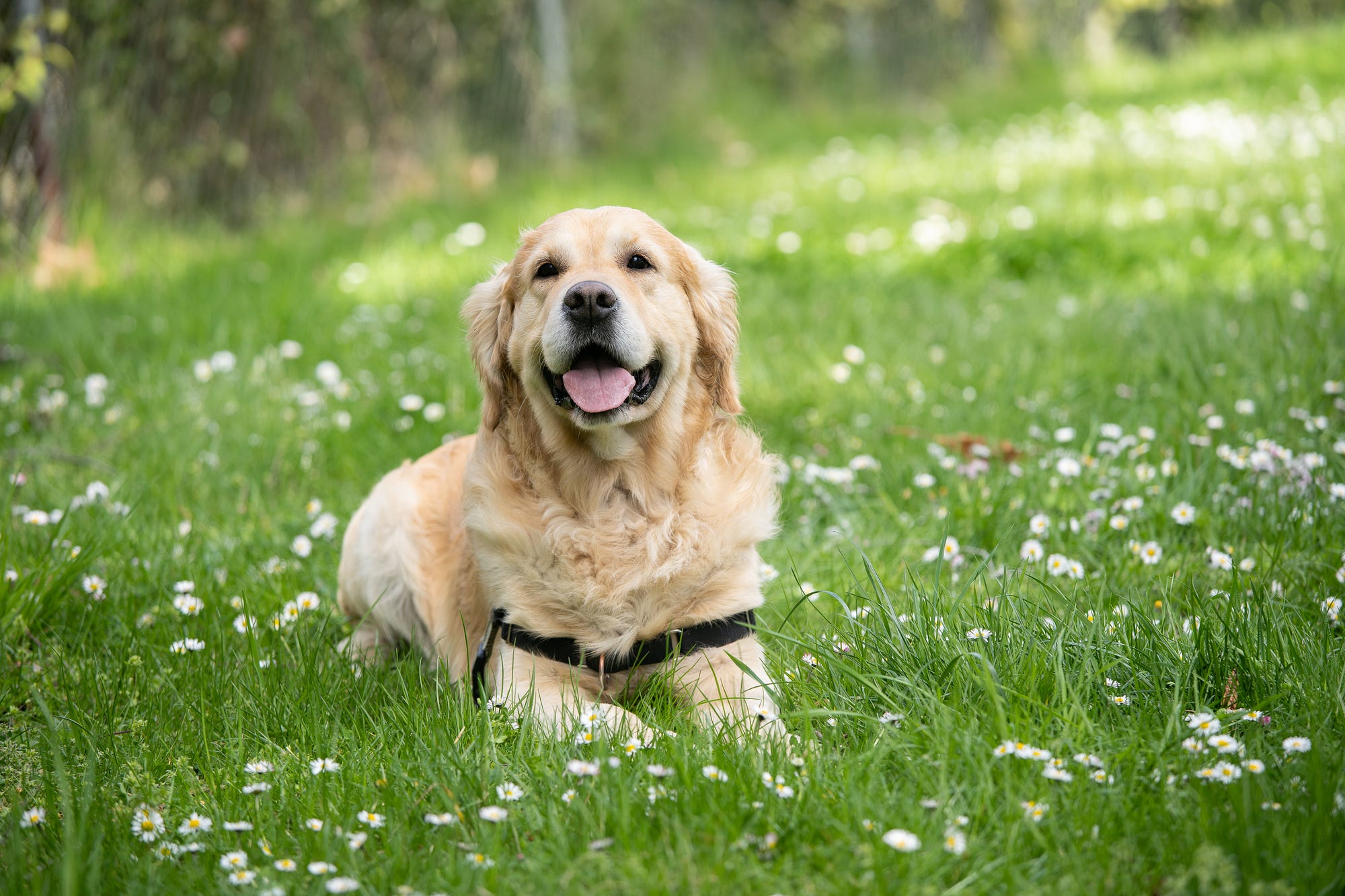 The Happy Dog. A satirical story about a pet dog. | by Mythili | ILLUMINATION-Curated | Medium