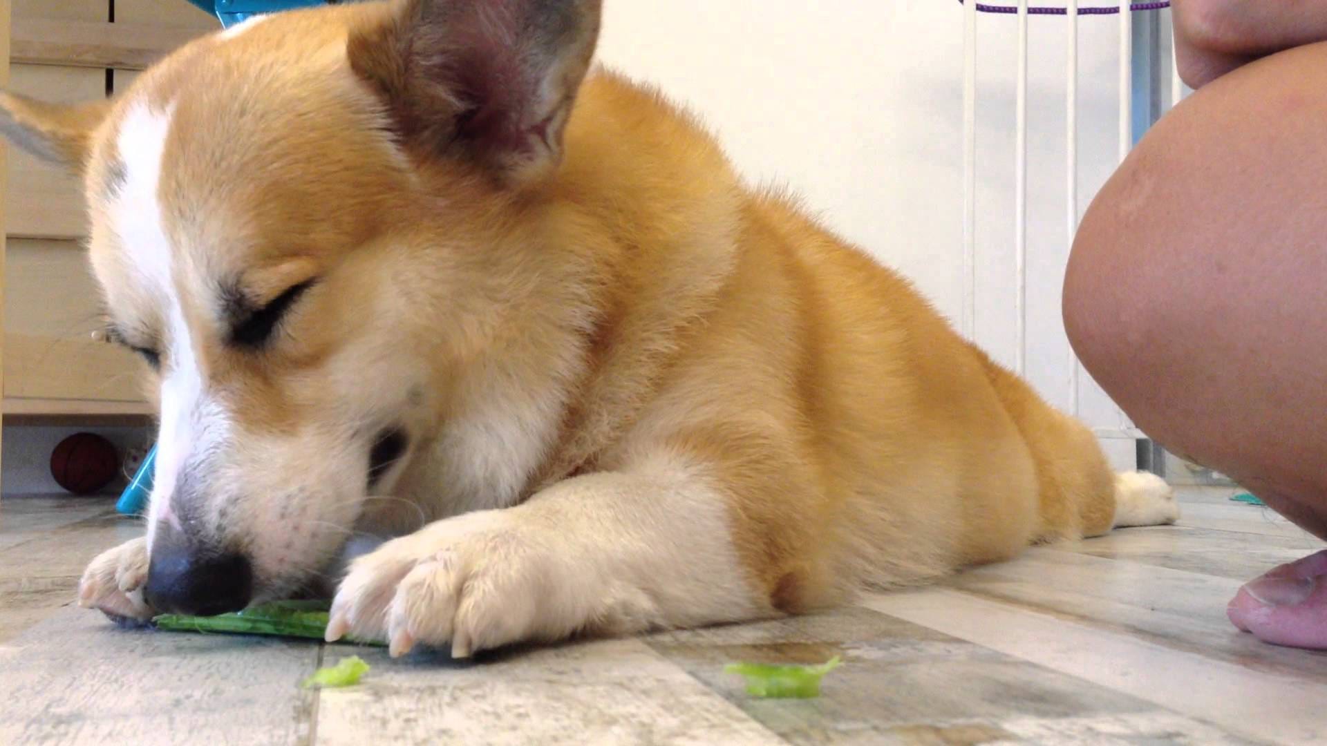 Are Celery Leaves Bad For Dogs