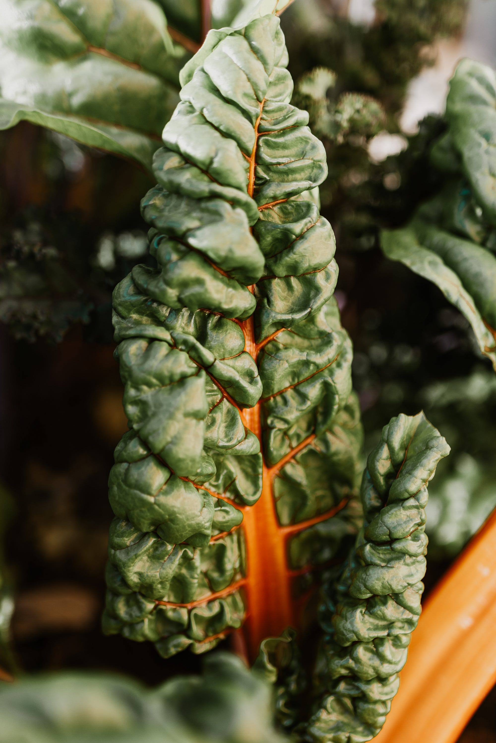 How to grow Swiss chard. The easiest leafy green you're probably | by Zo  Poulsen | Medium