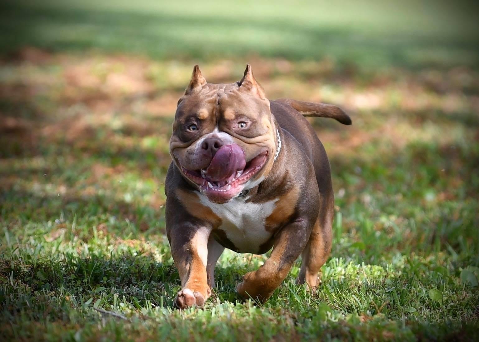 THE VENOMLINE POCKET BULLY BLOODLINE: AMERICAN BULLY PUPPIES FOR SALE