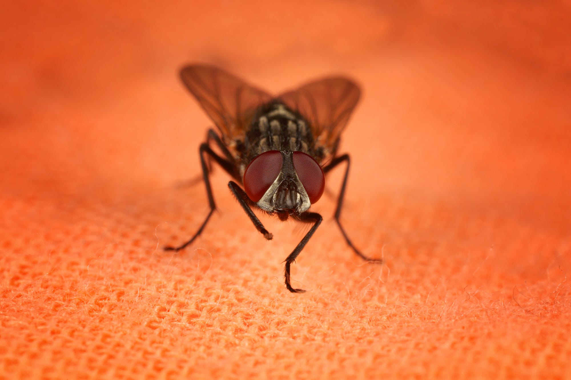 How to Get Rid of Flies: Your Ultimate Guide