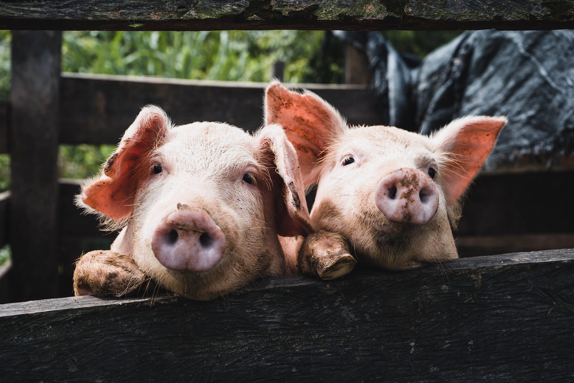JavaScript Algorithm: Simple Pig Latin | by Max N | JavaScript in Plain  English
