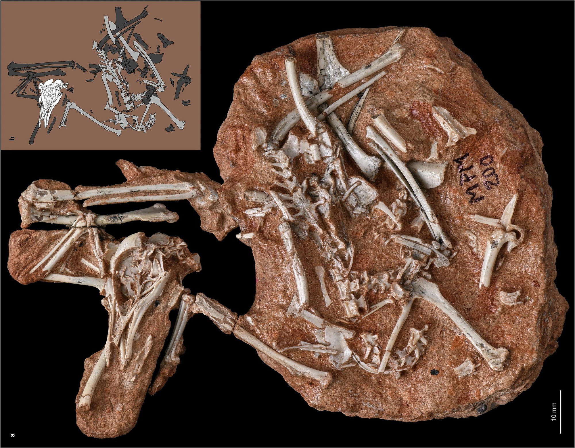 First Bird Fossil